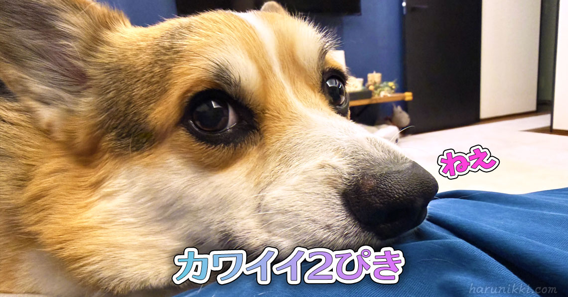 カワイイ2ぴき