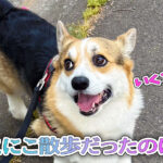 にこにこ散歩だったのに・・