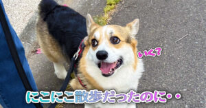 にこにこ散歩だったのに・・