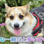 みんな一緒だと歩いてくれる