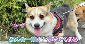 みんな一緒だと歩いてくれる