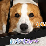 おやすみ〜