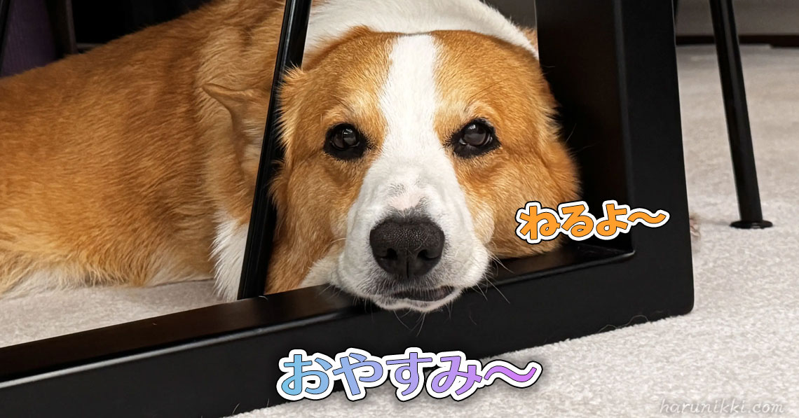 おやすみ〜