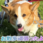 お散歩頑張ったよ