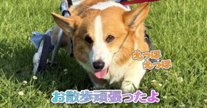 お散歩頑張ったよ