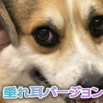 垂れ耳バージョン