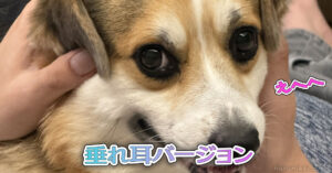 垂れ耳バージョン