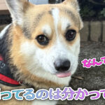 頑張ってるのは分かってるよ