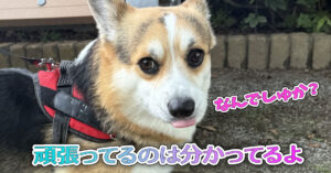 頑張ってるのは分かってるよ