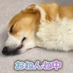 おねんね中