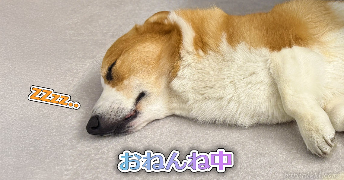 おねんね中