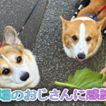 畑のおじさんに感謝