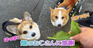 畑のおじさんに感謝