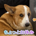 ちょっとお休み