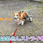 はるさんストライキ