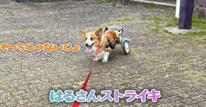 はるさんストライキ