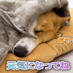 元気になってね