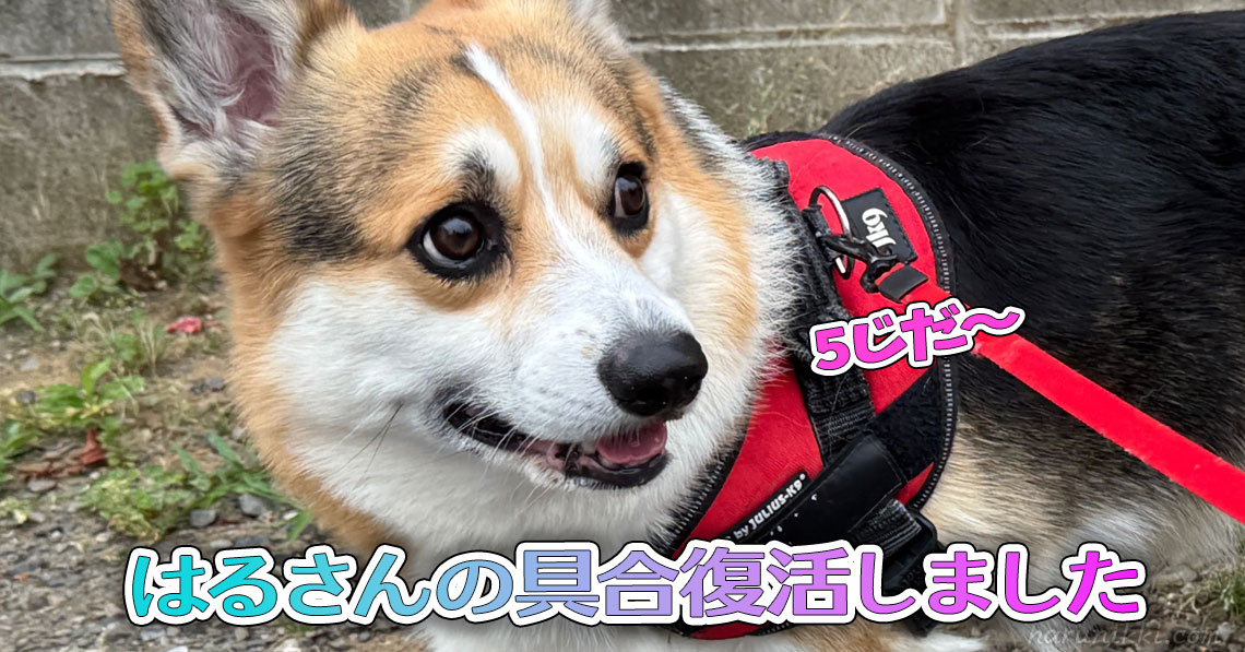 はるさんの具合復活しました