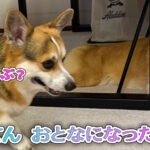 てん おとなになった？