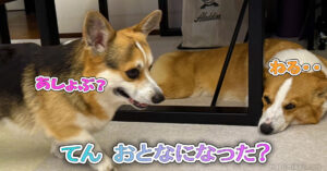 てん おとなになった？