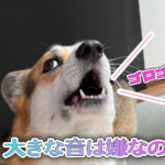大きな音は嫌なの