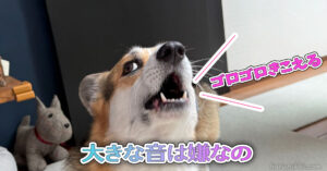 大きな音は嫌なの