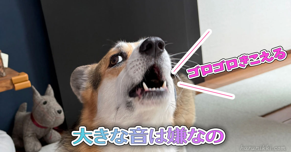 大きな音は嫌なの