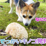 でっかいキノコ発見