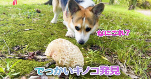 でっかいキノコ発見