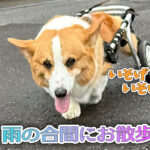 雨の合間にお散歩
