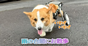 雨の合間にお散歩