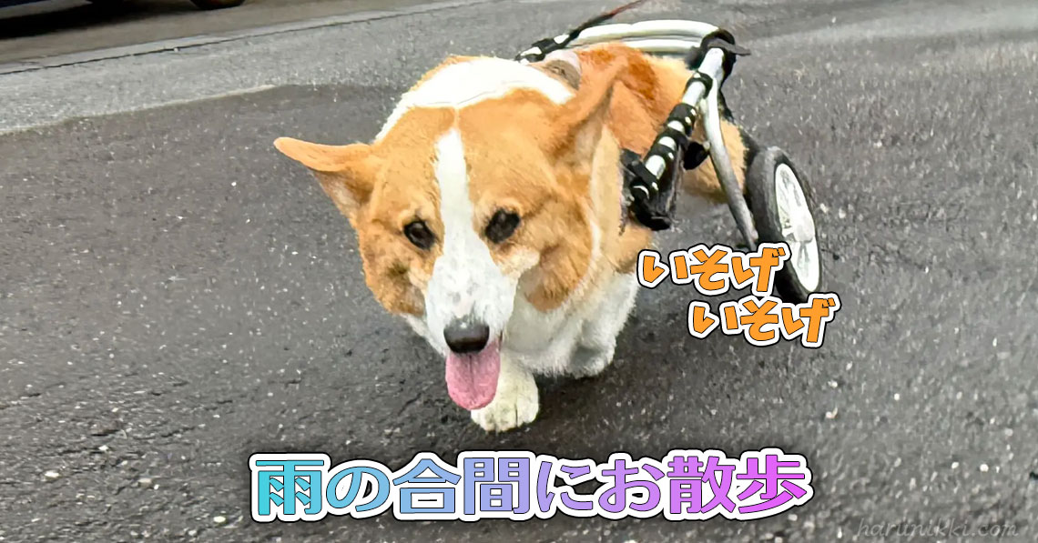 雨の合間にお散歩