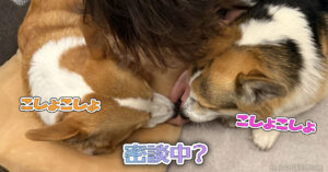 密談中？