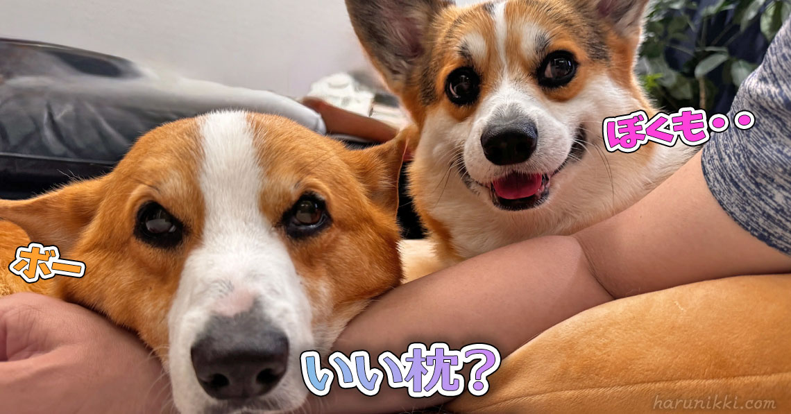 いい枕？