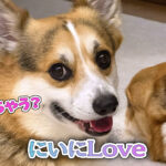 にいにLove