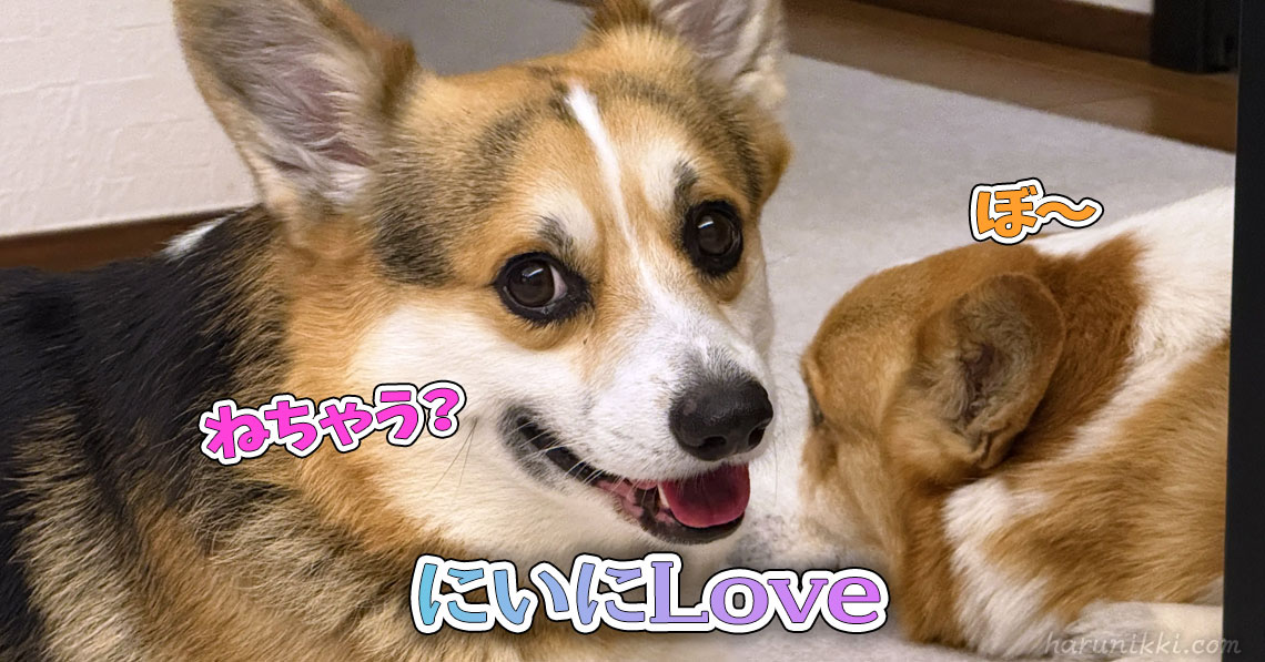 にいにLove