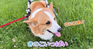 きのこいっぱい