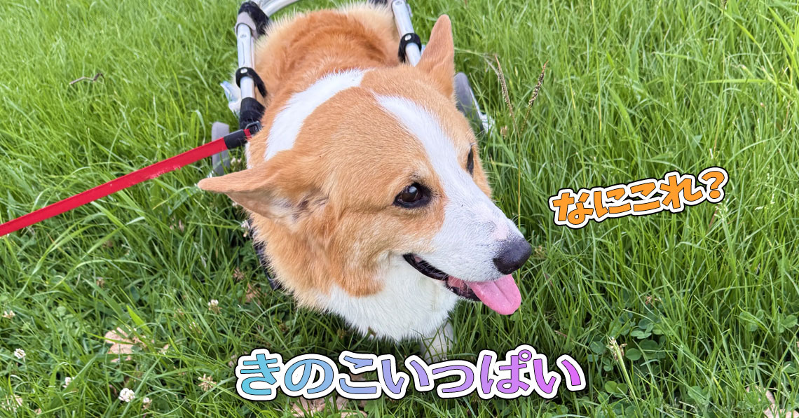 きのこいっぱい