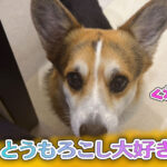 とうもろこし大好き