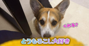 とうもろこし大好き