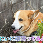 にいに頑張ってるよ