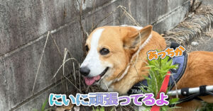 にいに頑張ってるよ
