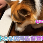 小さな現場監督登場