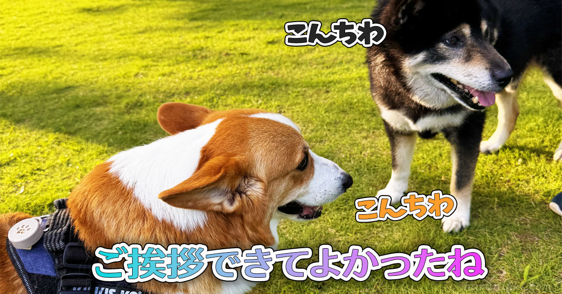 ご挨拶できてよかったね
