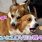 にいにLOVEも程々に