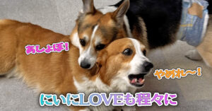 にいにLOVEも程々に
