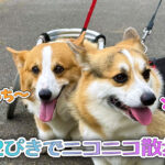 2ぴきでニコニコ散歩