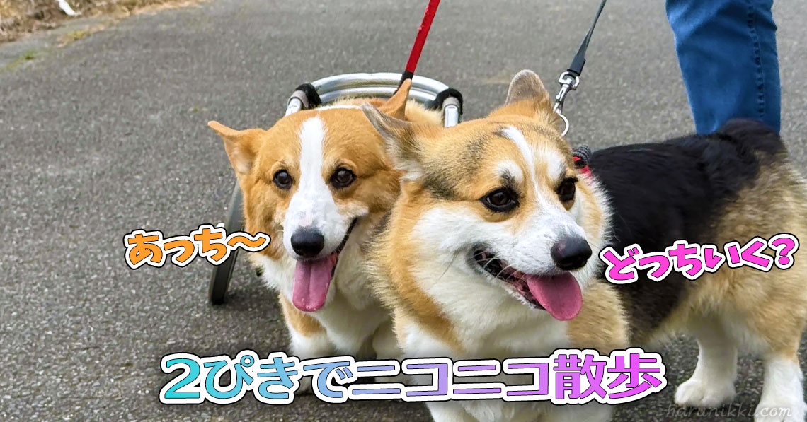 2ぴきでニコニコ散歩