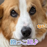 抱っこ紐♪