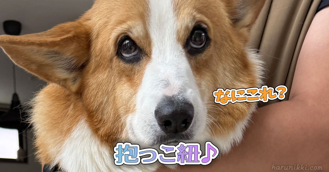 抱っこ紐♪